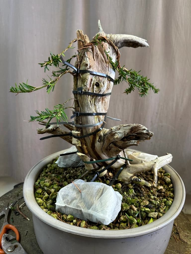 Bonsai legato con fascette