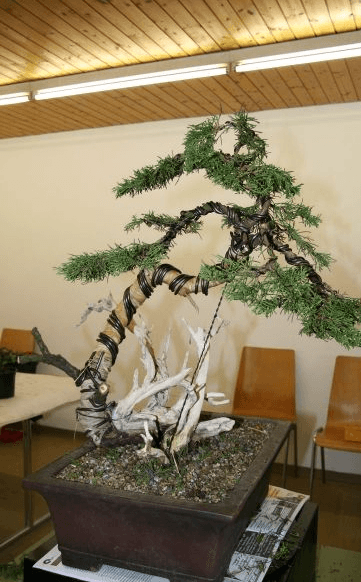 Bonsai in mostra con costrizioni